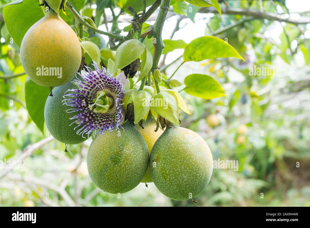 culture de fruits de passion, granadilla. Banque D'Images