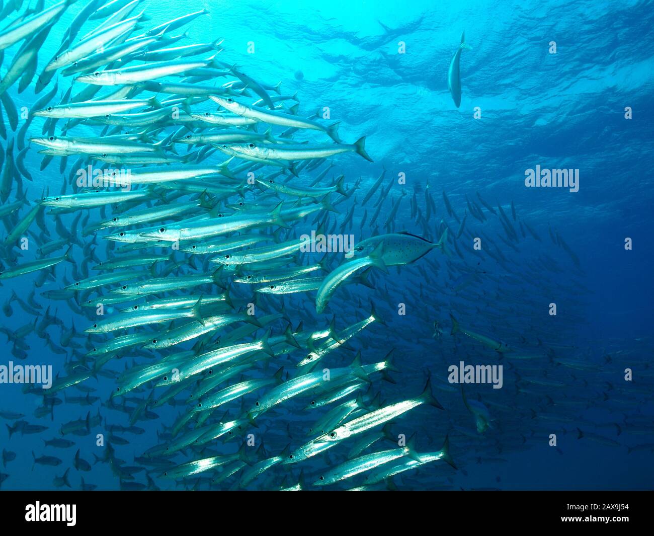 Courbe de poisson Banque de photographies et d’images à haute ...