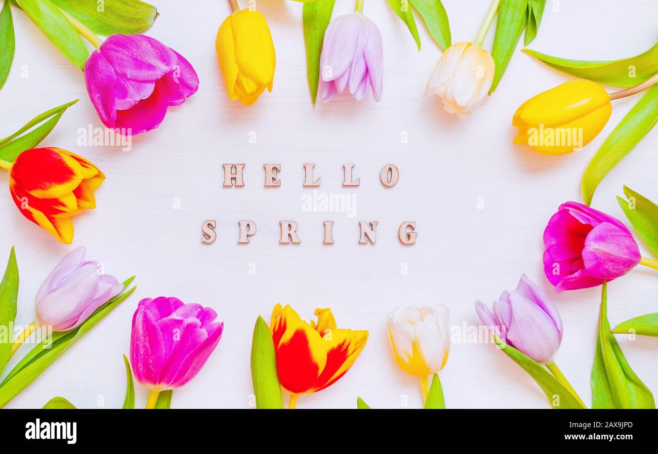 Belle Fleur De Tulipe De Printemps Sur Fond De Bois Avec Inscription Hello Spring Carte Postale De Vacances De Printemps Fond De Fleur De Printemps Avec Fleurs De Tulipe Photo Stock