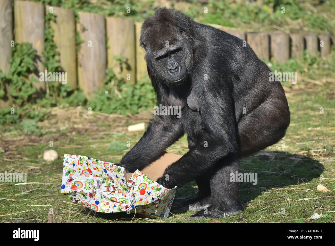 Une gorille dévie une boîte de cadeau, comme Afia, la gorille née par le  ceasarean d'urgence, célèbre son quatrième anniversaire au Bristol Zoo  Gardens Photo Stock - Alamy