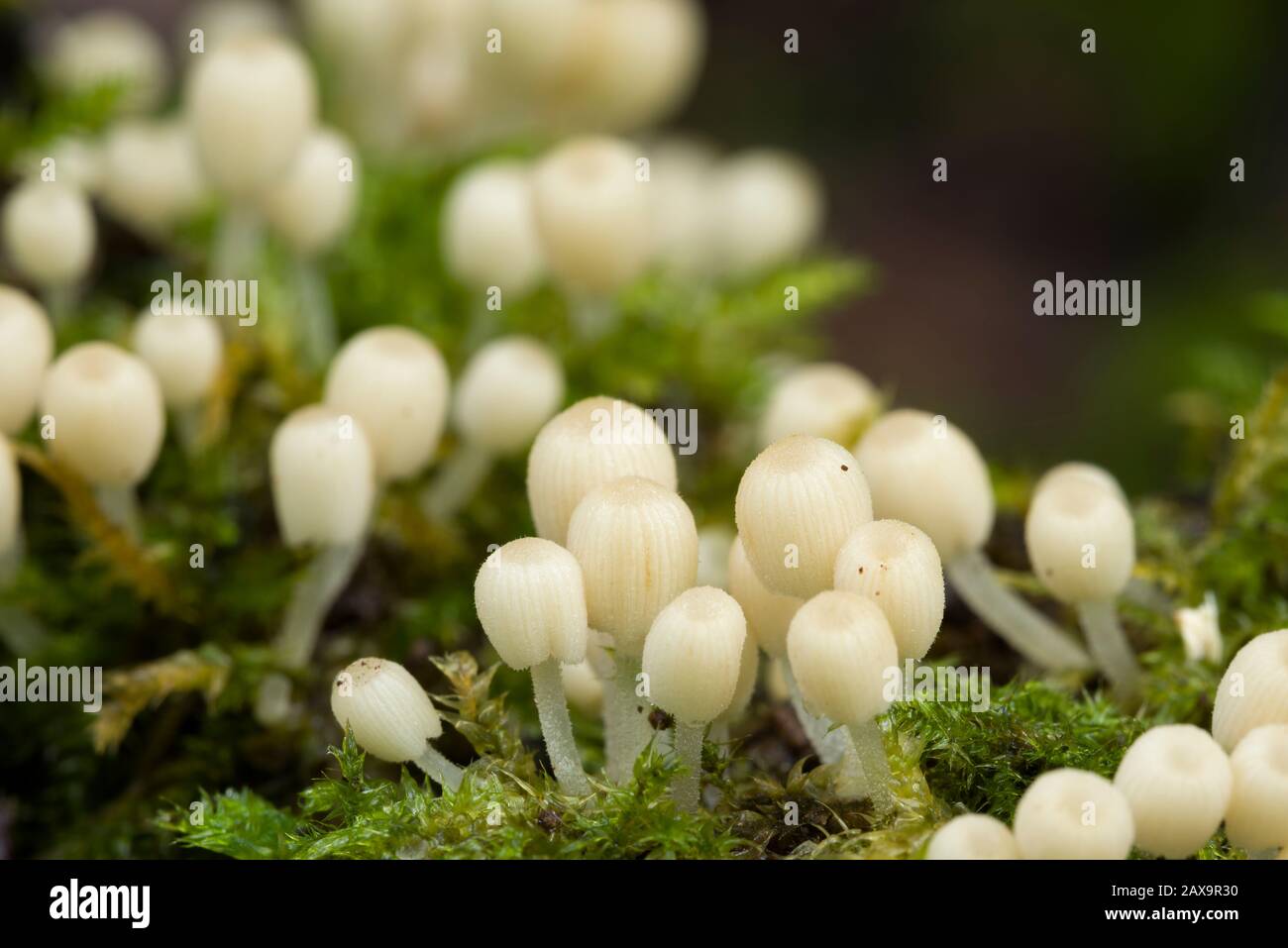 Champignons immatures Fairy Inkcap (Coprinellus dissélatus) qui poussent sur un arbre tombé dans les bois. Banque D'Images
