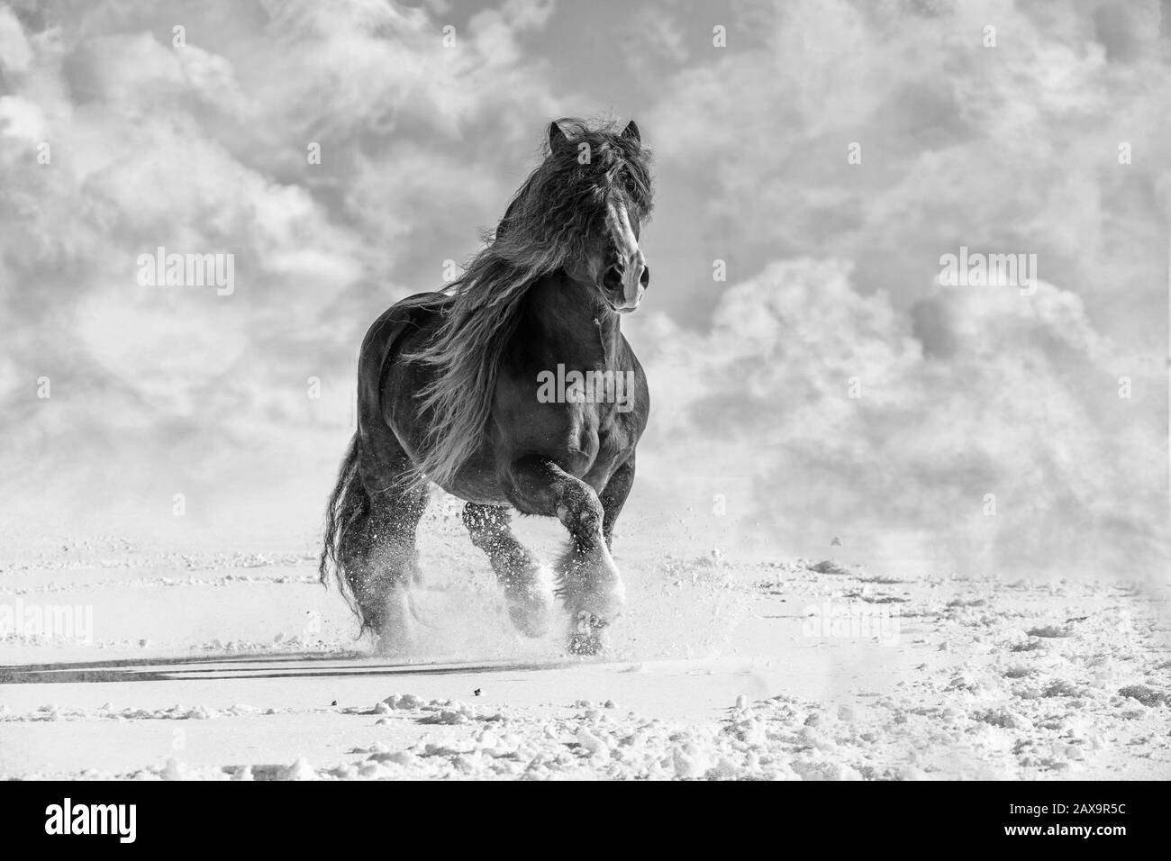 Portrait d'Agar, cheval belge bohémien-morave en hiver ensoleillé. République Tchèque Banque D'Images
