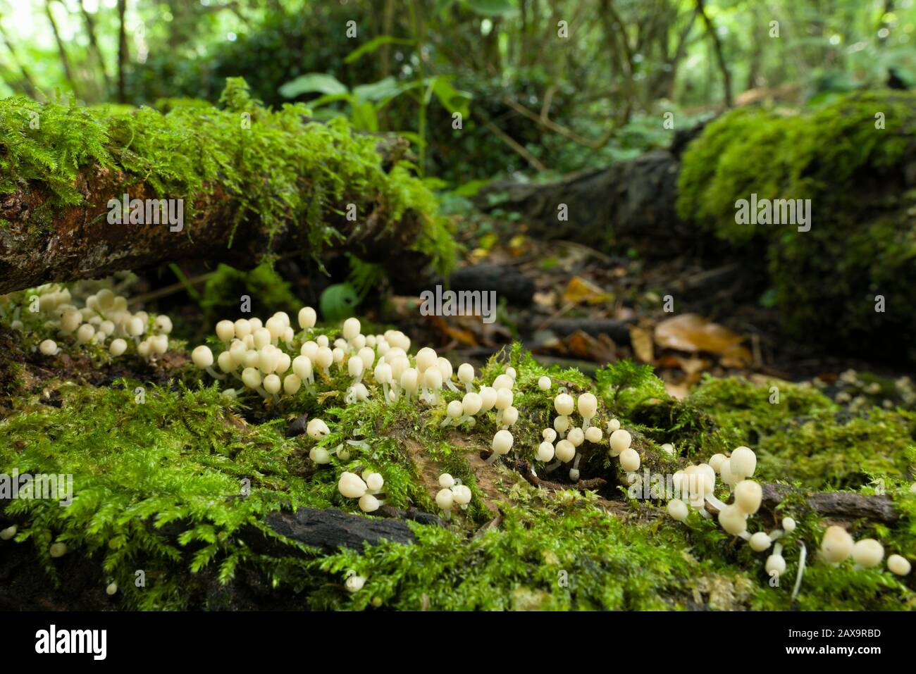 Champignons immatures Fairy Inkcap (Coprinellus dissélatus) qui poussent sur un arbre tombé dans les bois. Banque D'Images