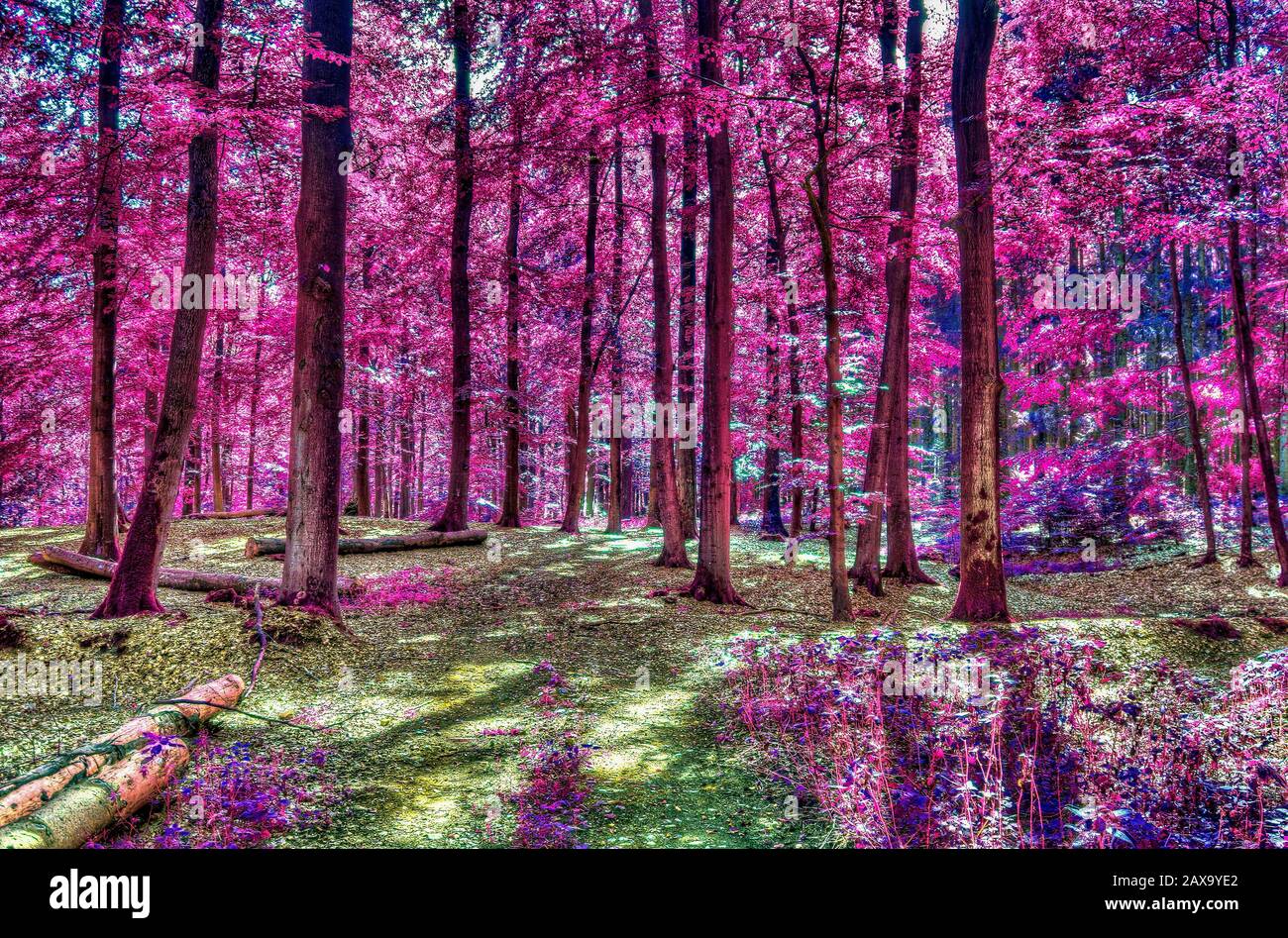 Beau paysage de forêt infrarouge dans les couleurs rose et pourpre Banque D'Images