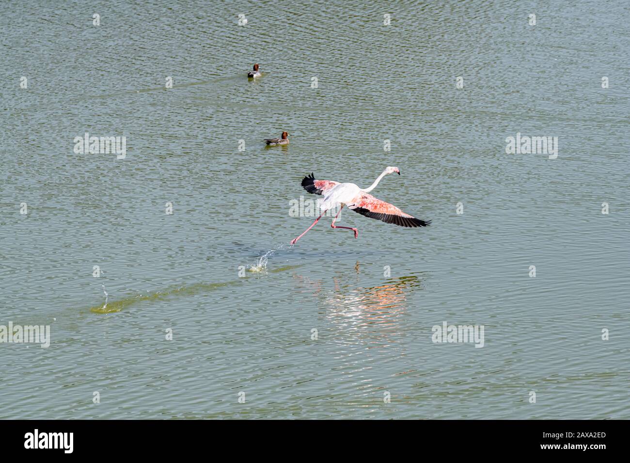 Flamingo rose isolé prêt à voler avec espace de copie Banque D'Images