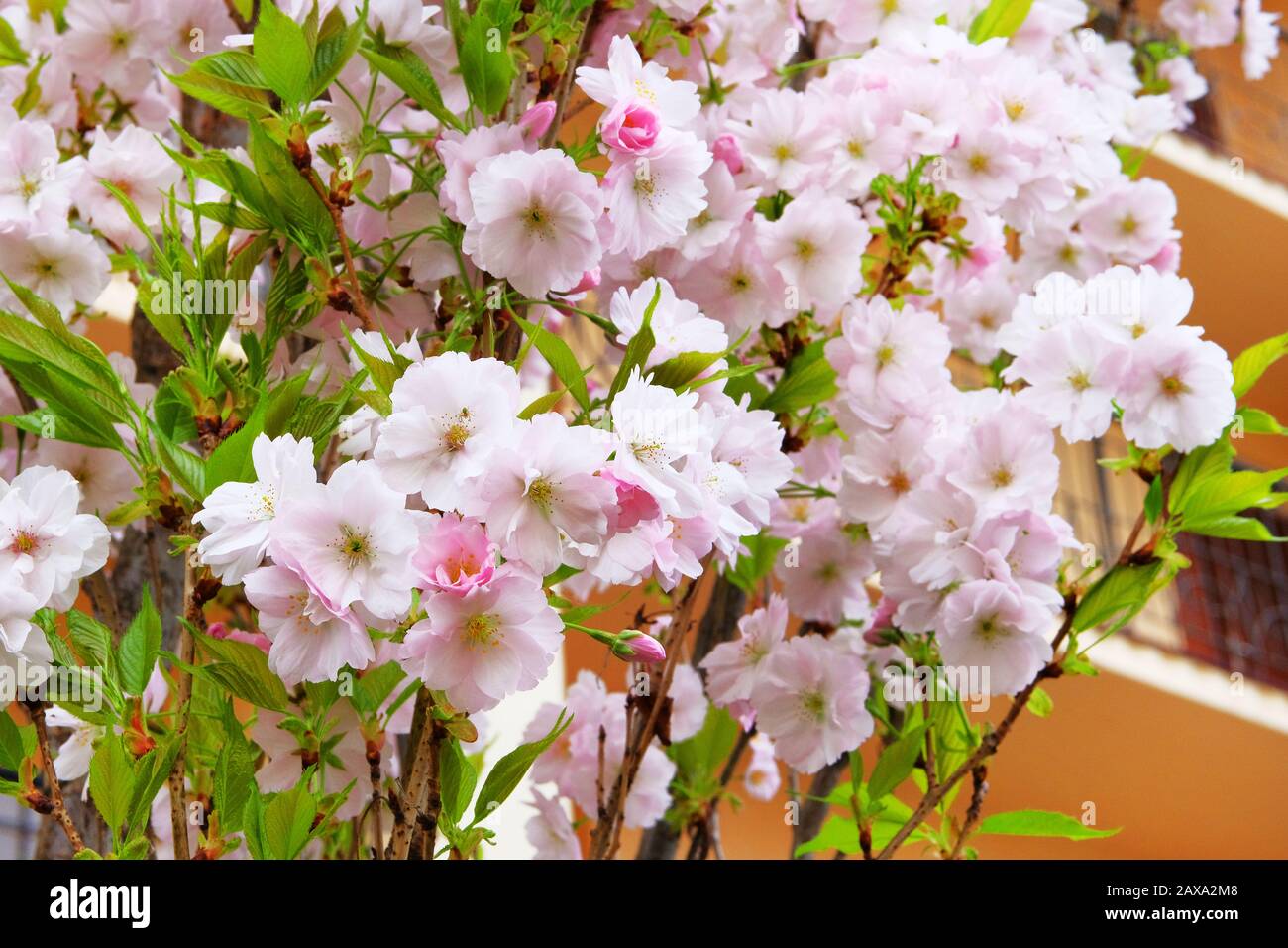 Sakura est en pleine floraison en ville, à proximité. Des fleurs blanches douces poussent au Japon. Aménagement paysager et décoration au printemps. Banque D'Images