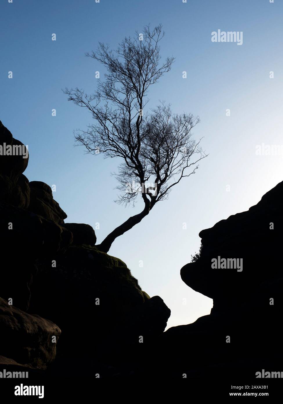 Un arbre isolé a été silhouetté contre le ciel bleu à Brimham Rocks sur Brimham Moor Nidhair AONB North Yorkshire England Banque D'Images