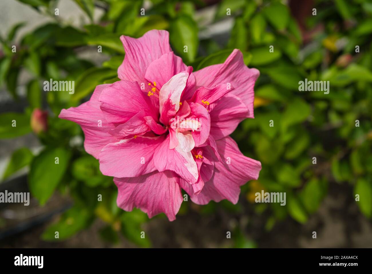 Gros plan de belles plantes fleuries au panama, hibiskus et panama hutte fleur Banque D'Images