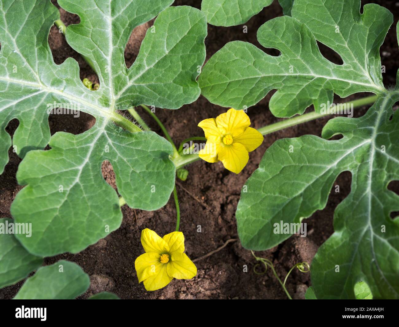 Feuille Plant De Melon