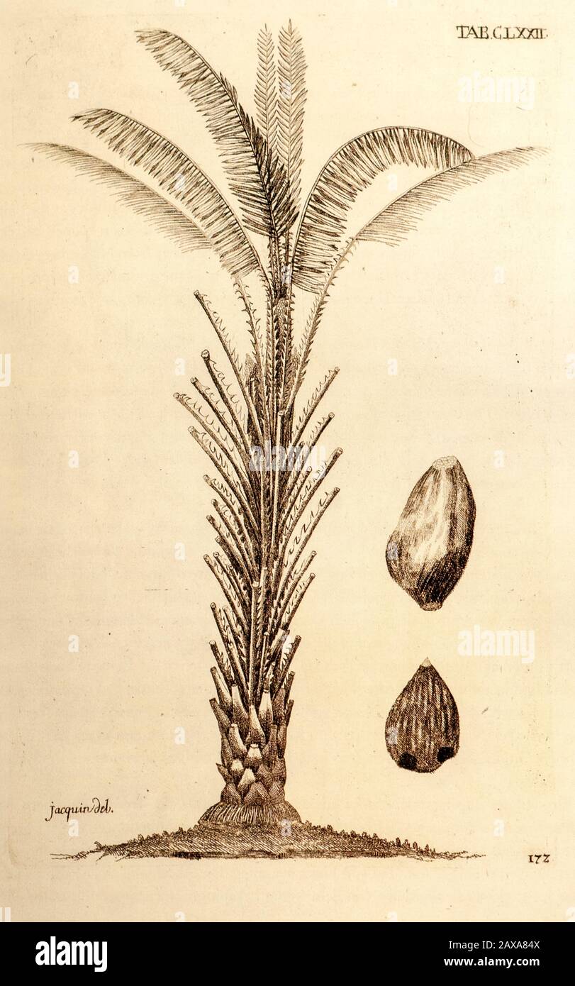 Illustration du XVIIIe siècle d'Elaeis guineensis (palmier à huile africain) du livre 'Electarum stimpium Americanarum historia' de Jacquelin, Nikolaus Josep Banque D'Images