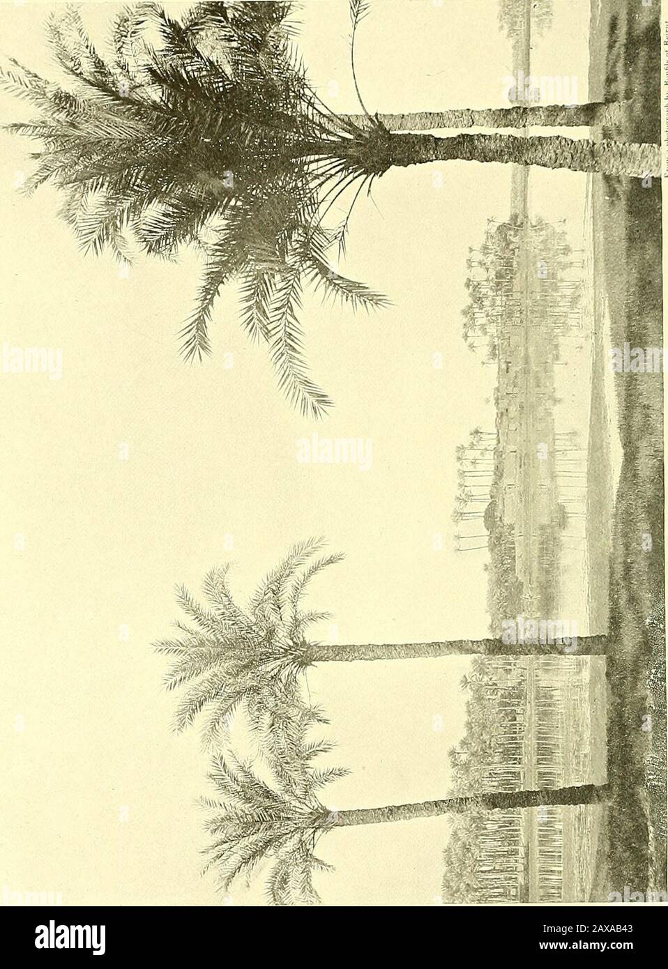 L'Egypte et ses monuments. Trangenessque autrefois étonné, et au premier ahuost bewilderedme. Étranger loin est le Maroc, étranger le pays au-delà de Biskra, près de Mogar, rond Tougcourt, même au sujet de EI Kantara. Là, je me sens très loin, car un enfant se sent à distance de choses chères et familières. ILook à l'horizon expectant de je ne sais pas des occurrences magiques, quels mystères. Je suis au courant de la convocation pour avancer vers des terres merveilleuses, il faut que des choses où il faut se produire. Je suis pris par la thatsensation de la magie presque tremblante qui est venue à la meute d'abord j'ai vu un mirage loin dans le Sahara. ButEgypt, bien qu'il co Banque D'Images
