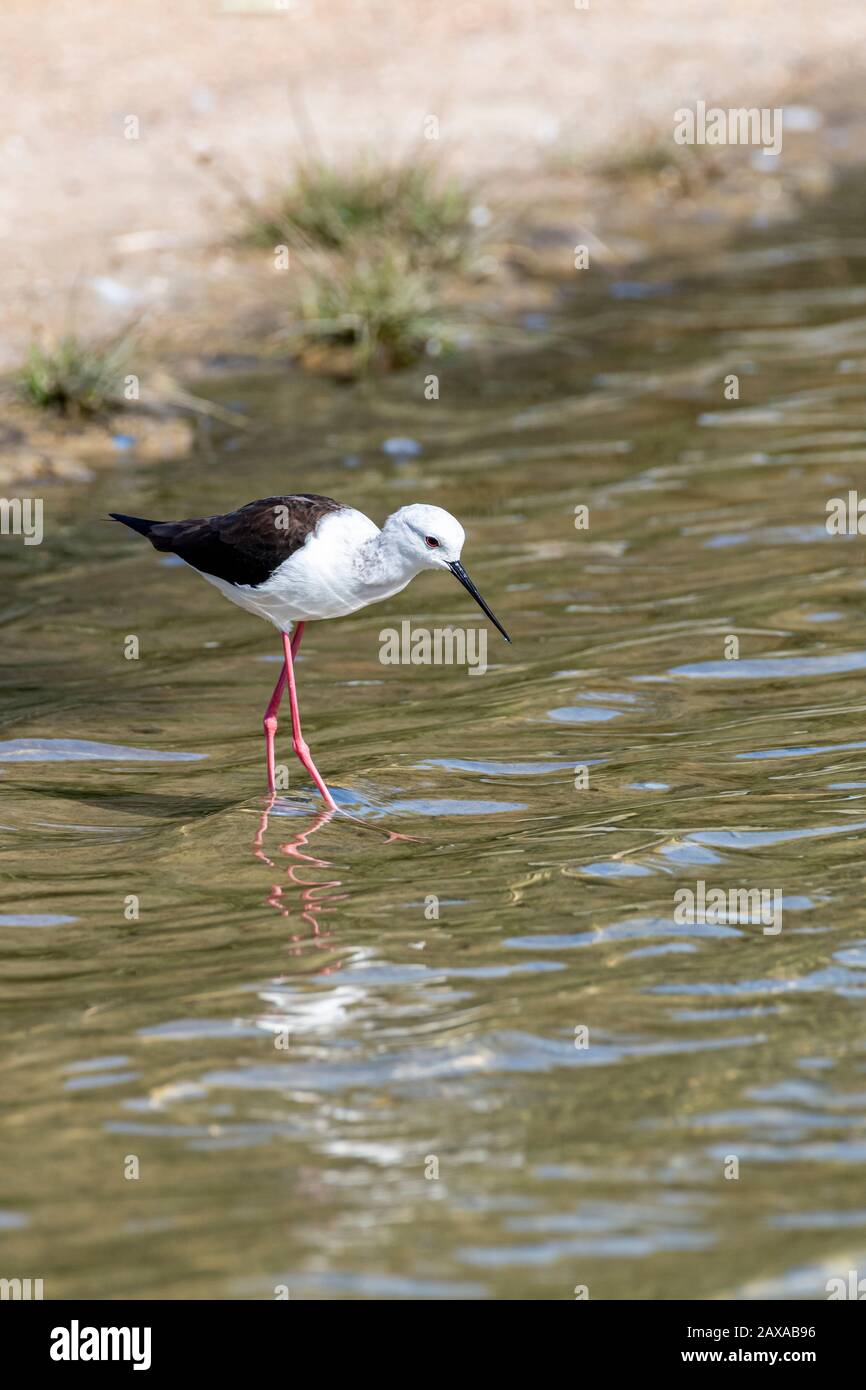 Oiseau d'eau (oiseau de pilotis) dans un lac Banque D'Images