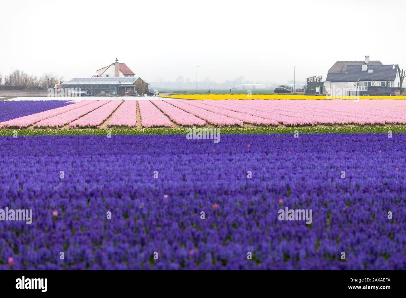 Jacinthe Peter Stuyvesant dans un champ de fleurs dans la Bollenstreek,  Hollande Photo Stock - Alamy