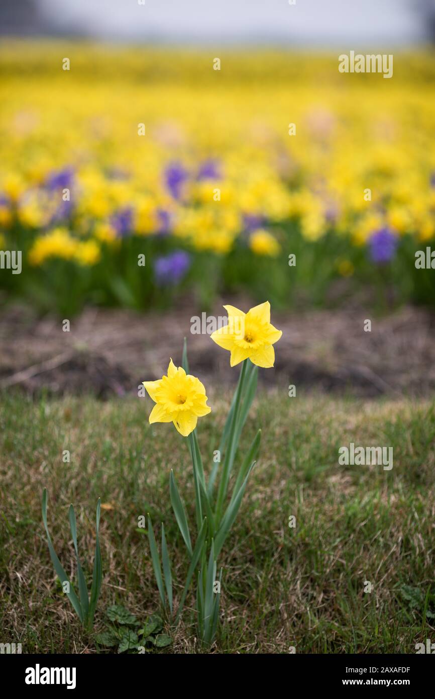 Daffodil Maître néerlandais à côté d'un champ de fleurs dans la région de fleurs en Hollande Banque D'Images