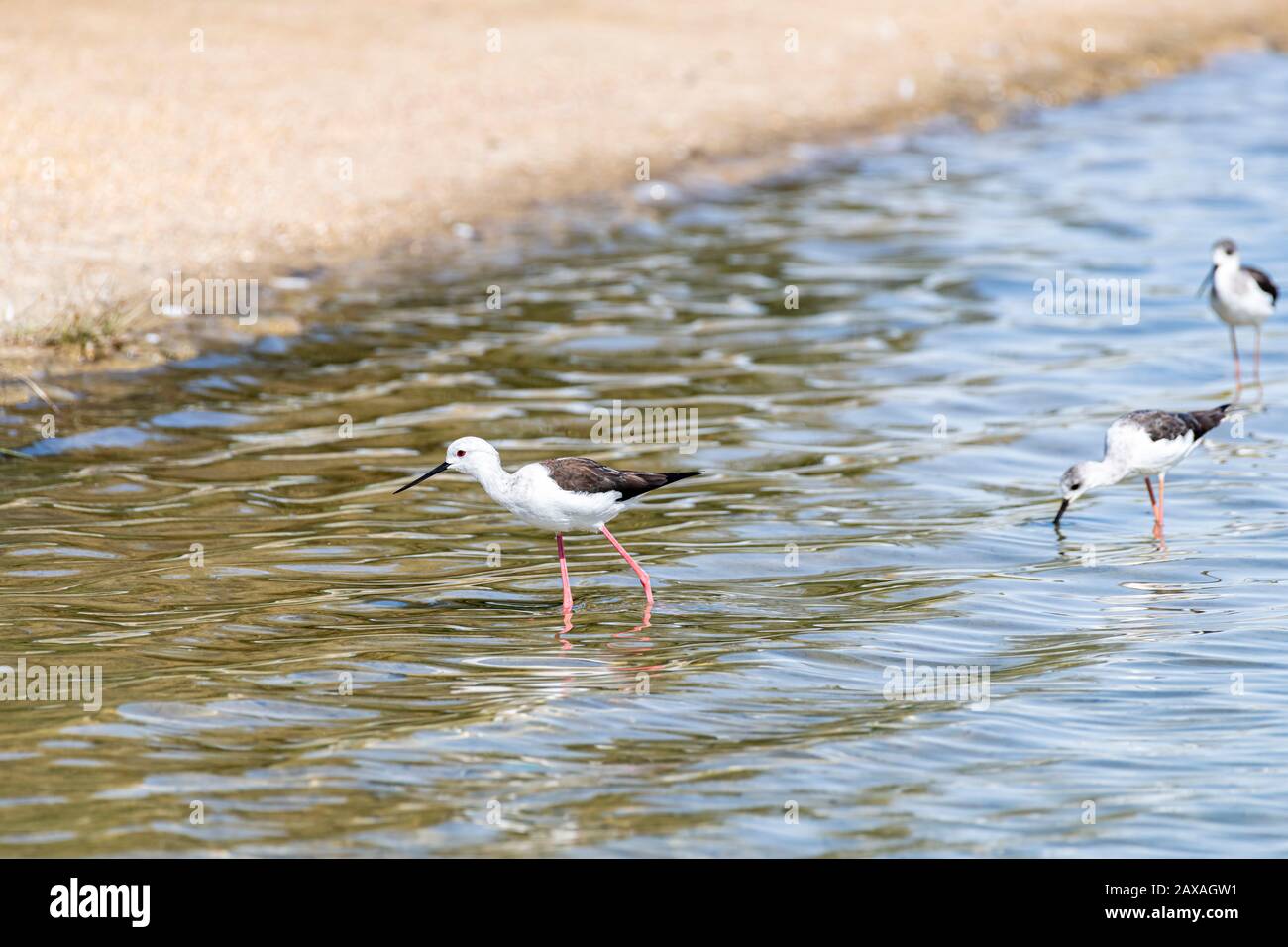 Trois oiseaux aquatiques (oiseau de pilotis) dans un lac à la recherche de nourriture Banque D'Images