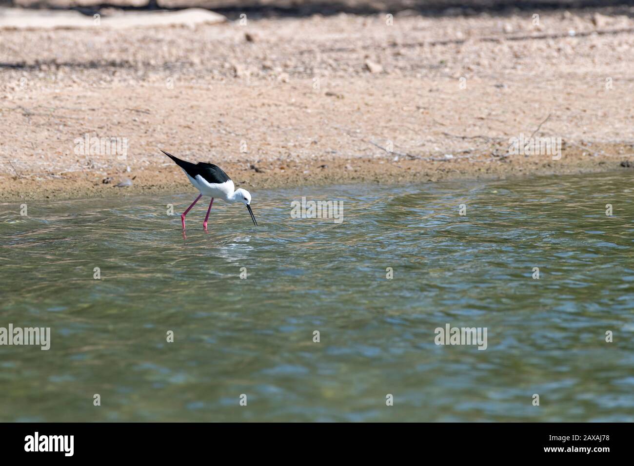 Oiseau d'eau (oiseau de pilotis) dans un lac à la recherche de nourriture Banque D'Images