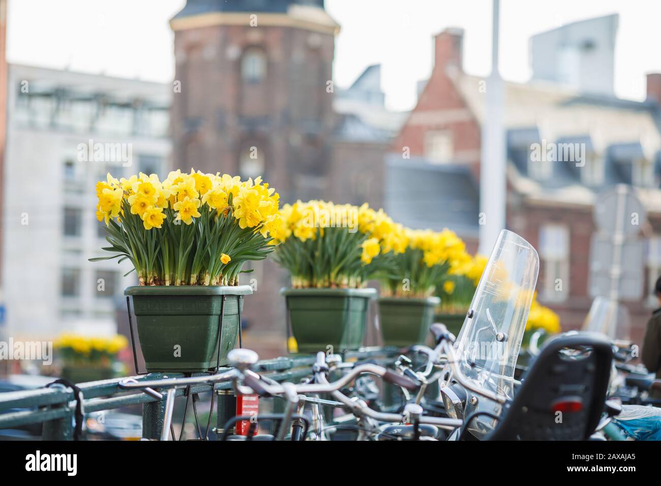 Jonquille jaune maître néerlandais qui fleurit près des canaux d'Amsterdam au printemps Banque D'Images