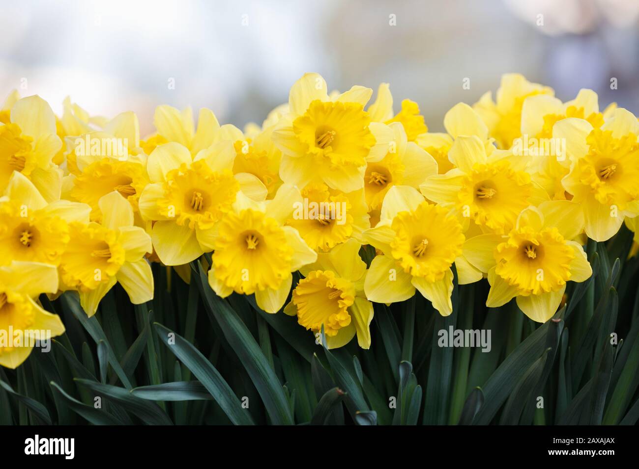 Jonquille jaune maître néerlandais qui fleurit près des canaux d'Amsterdam au printemps Banque D'Images