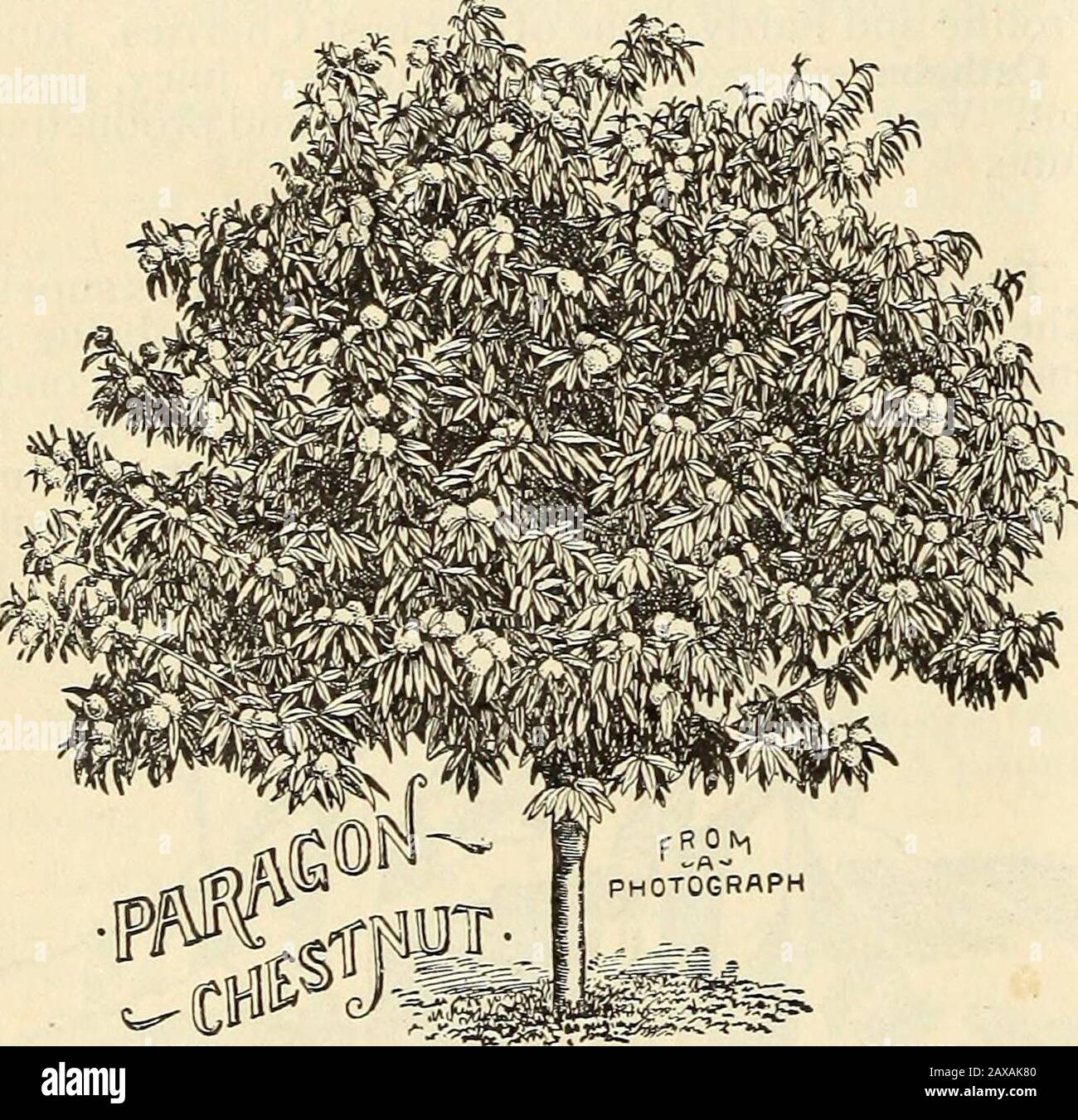 Catalogue illustré de Lovett : arbres et plantes . Banque D'Images