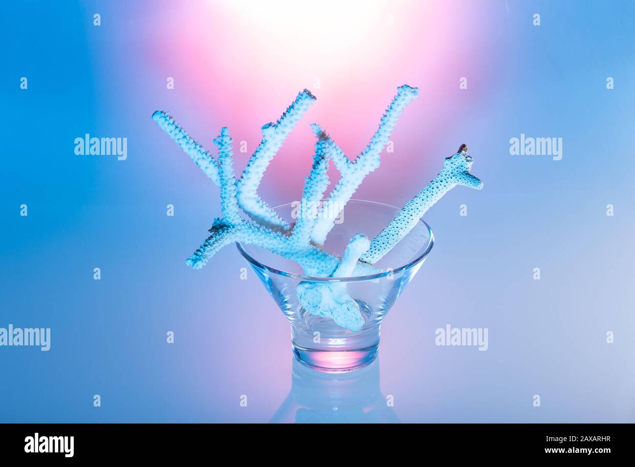 Corail blanc en lumière bleue dans un bol en verre autour d'un fond bleu Banque D'Images