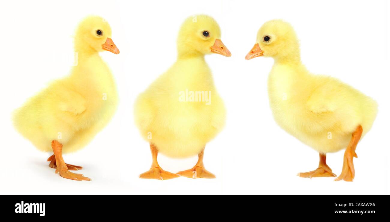 Nouveau-nés. Arrière-plan blanc isolé. Prise de vue en studio. Jaune, doux nouveau-né gossings. Banque D'Images