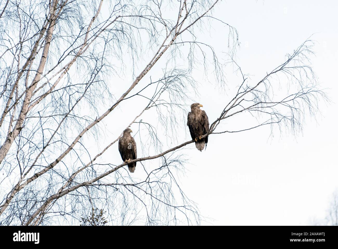 Aigles à queue blanche (Haliaetus albicilla). Bialowieza, Pologne Banque D'Images