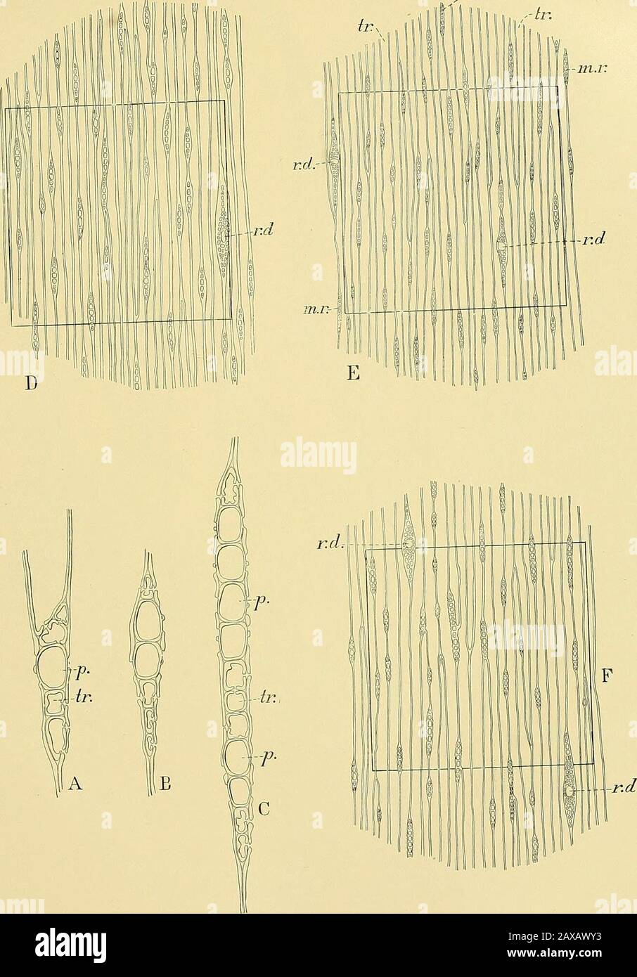 Rapport sur les enquêtes forestières de l'U.SDepartment of agricole  1877-1898 . Sections tangentielles de Pinus t/eda, hétérophylla et glabra.  A, PiNCS HKTEROPHYLLA. Sections radiales et tangentielles d'un rayon  médullaire transverse; p., cellules