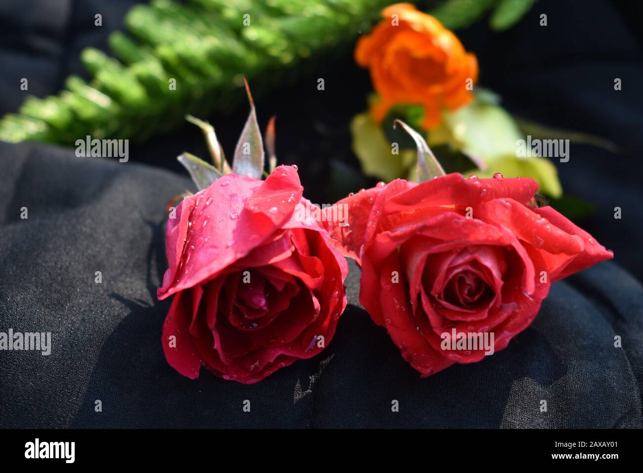 Roses rouges : une rose rouge est une expression sans équivoque de l'amour. Les roses rouges transmettent des émotions profondes - que ce soit l'amour, le désir ou le désir. Les roses rouges peuvent également être utilisées Banque D'Images