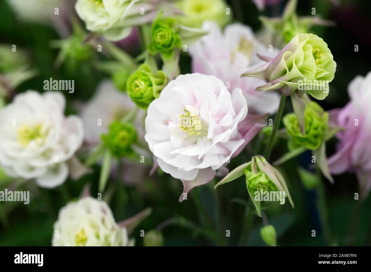 Aquilegia «Winky Rose And White» Banque D'Images