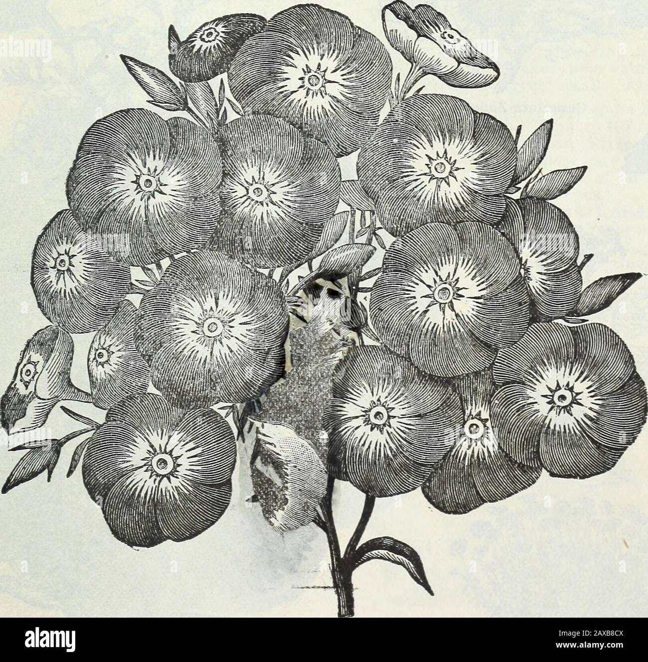 Catalogue de semences et manuel de jardin de Steckler pour les états du sud : 1902 . T frontière asa s'il est massé avec des plantes telles asColeus, etc. Reseda odorata grandiflora. Mignonette Douce. Une plante parfumée avec des largespikes de fleurs rouges jaunâtres et une fa-vorite avec tout le monde. 15 pouces de haut.décembre à avril. Sanaa. Nain Mourning Bode.plants OT fleurs doubles de diverses couleurs.Un pied haut. De décembre à avril. Saponaria calabrica. Soapwort. Avery libre floraison annuelle, de la culture facile^. Phlox Drummondii Grandiflora ne pas oublier que nous gérons des plantes de toutes les descriptions. STECKEER SEED CO., Banque D'Images