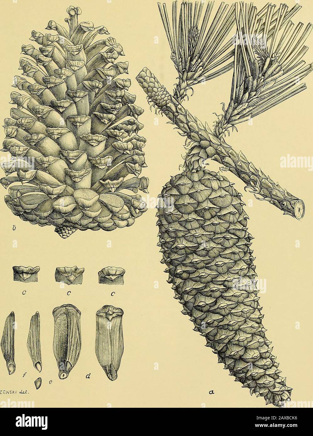 Rapport sur les enquêtes forestières de l'U.Département de l'agriculture 1877-1898 . ere rien d'autre que les palmettoapis de scie à prospérer, l'arbre reste de faible croissance, raboussé, atteignant à peine la taille moyenne.Dans la profondeur de l'marécage, avec le sol humide et laushy tout au long de l'année, là où l'arbre est souvent rencontré, entouré de près de la baie blanche, de la baie rouge, de la gomme noire, du titi, et de la cedartowering blanche au-dessus, il est de croissance lente et fréquemment affecté par le cœur rouge ou la pourriture rouge, partique-ulairement près de sa limite nord. Il n'est jamais trouvé dans le fond alluvial, et eschews le sec, pin- Banque D'Images