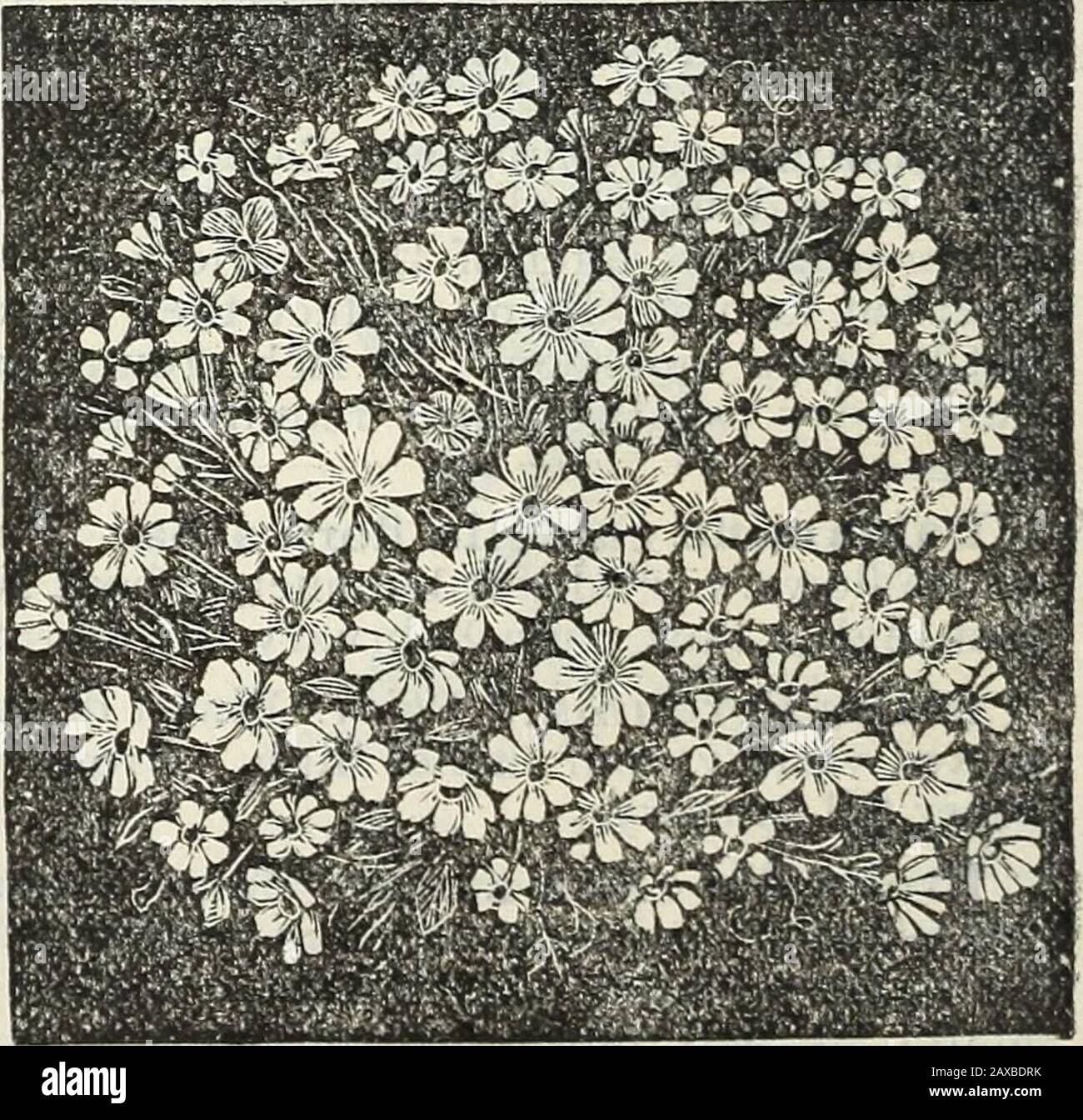 Catalogue de semences et manuel de jardin de Steckler pour les états du sud : 1902 . l Flower, ou Vénus Regardant le verre. Fleurs libres de différentes couleurs, du blanc au bleu foncé; un pied. Decem-ber SOW jusqu'au mois de mars. Centaurea cy-anus. Bouteille Pink.UNE dure culture annuelle facile; de couleurs va-rious; deux pieds de haut. Centaur easuavolens. Yel-low, Sweet Sultan.D ecembe r tillApril. Cineraria hy-brida. Une maison verte en plein espace. Semer le schouldbe de graines en octobre ou novembre, gonfler les pots et ils fleuris au printemps. Doit être conservé dans une maison verte. Par paquet, 25 cents. Cineraria Mar-itima. Une main-ainsi Banque D'Images