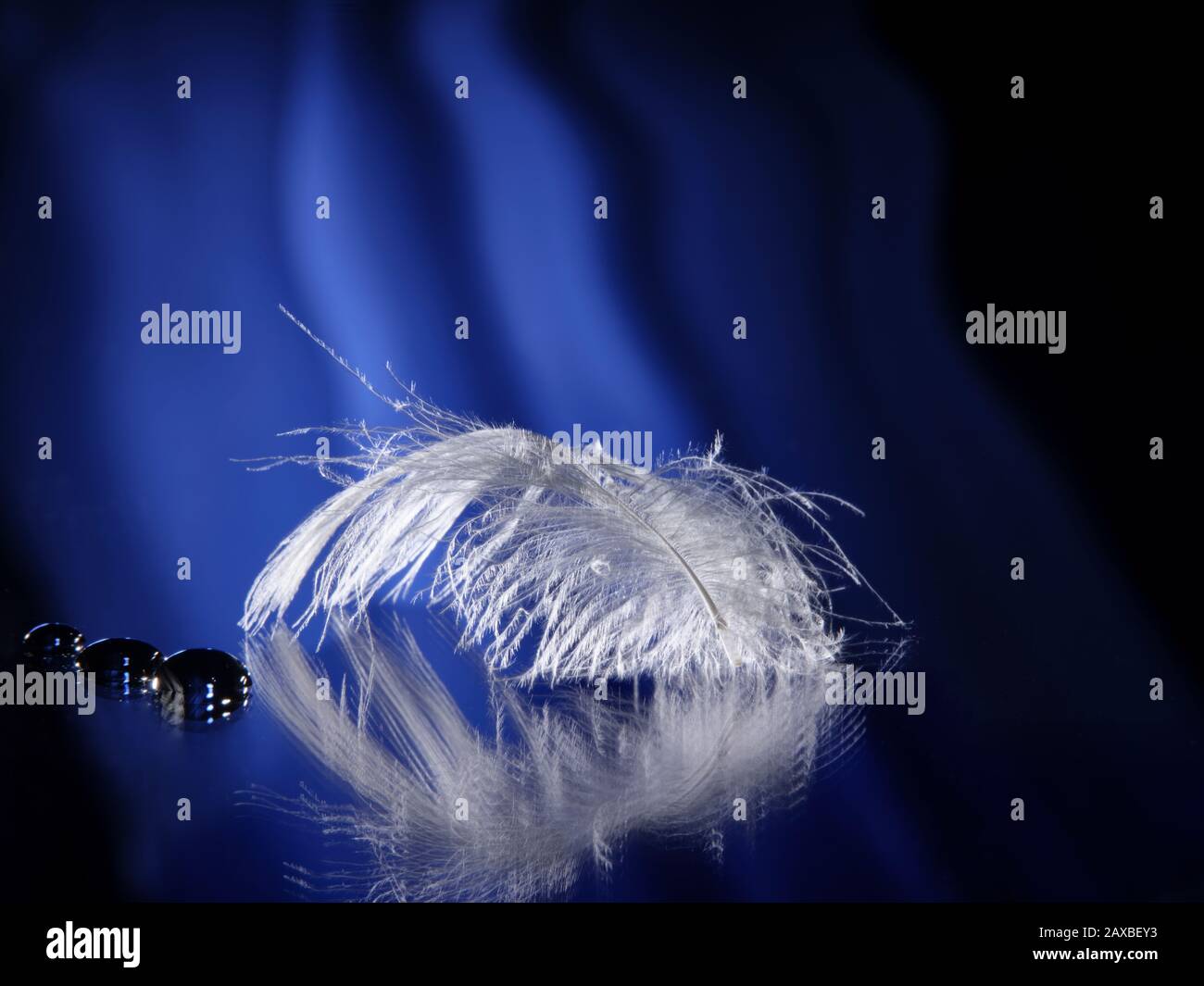 Plume blanche Banque D'Images