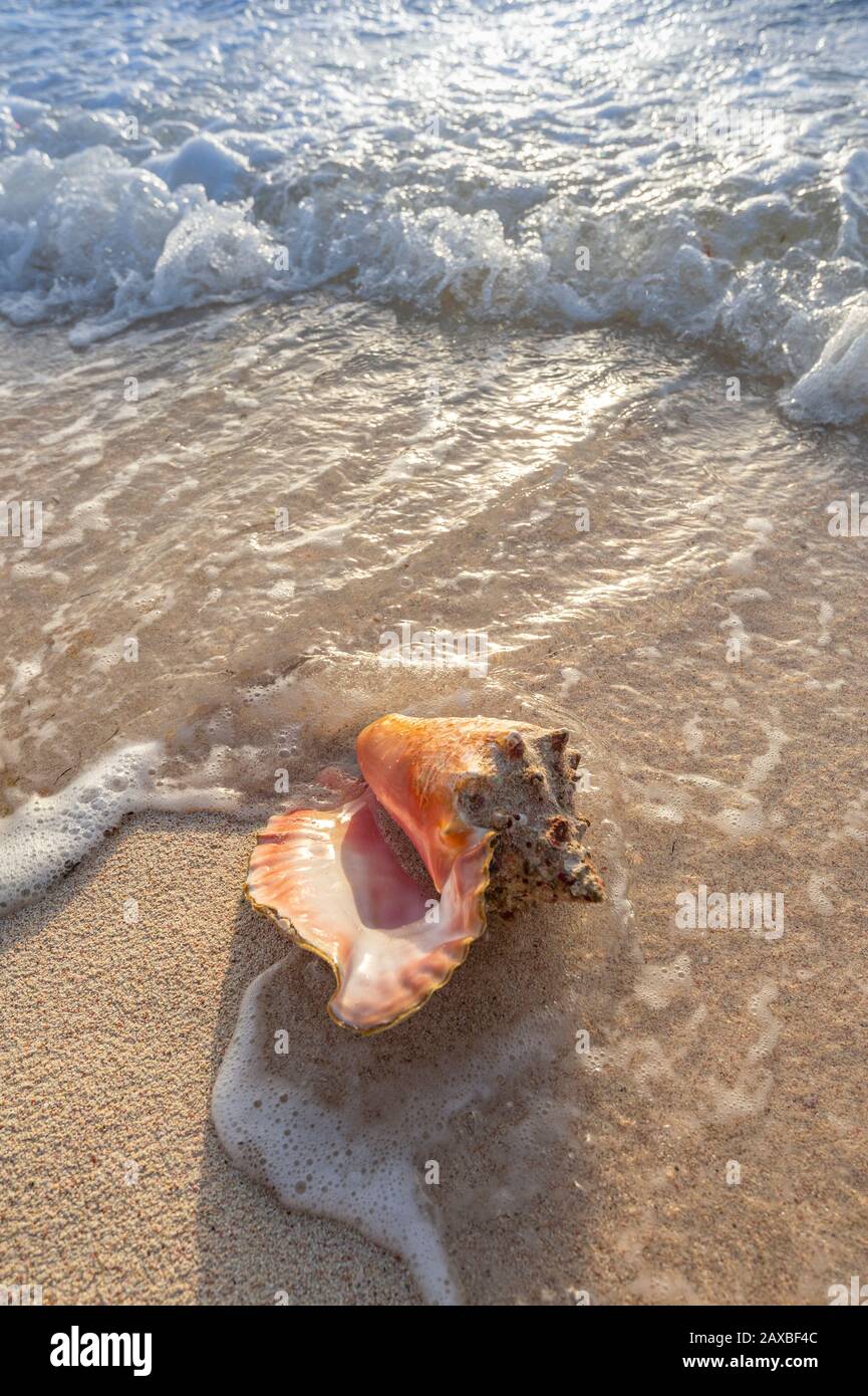 Coque de conch lavée à terre sur la plage, île Grand Cayman Banque D'Images