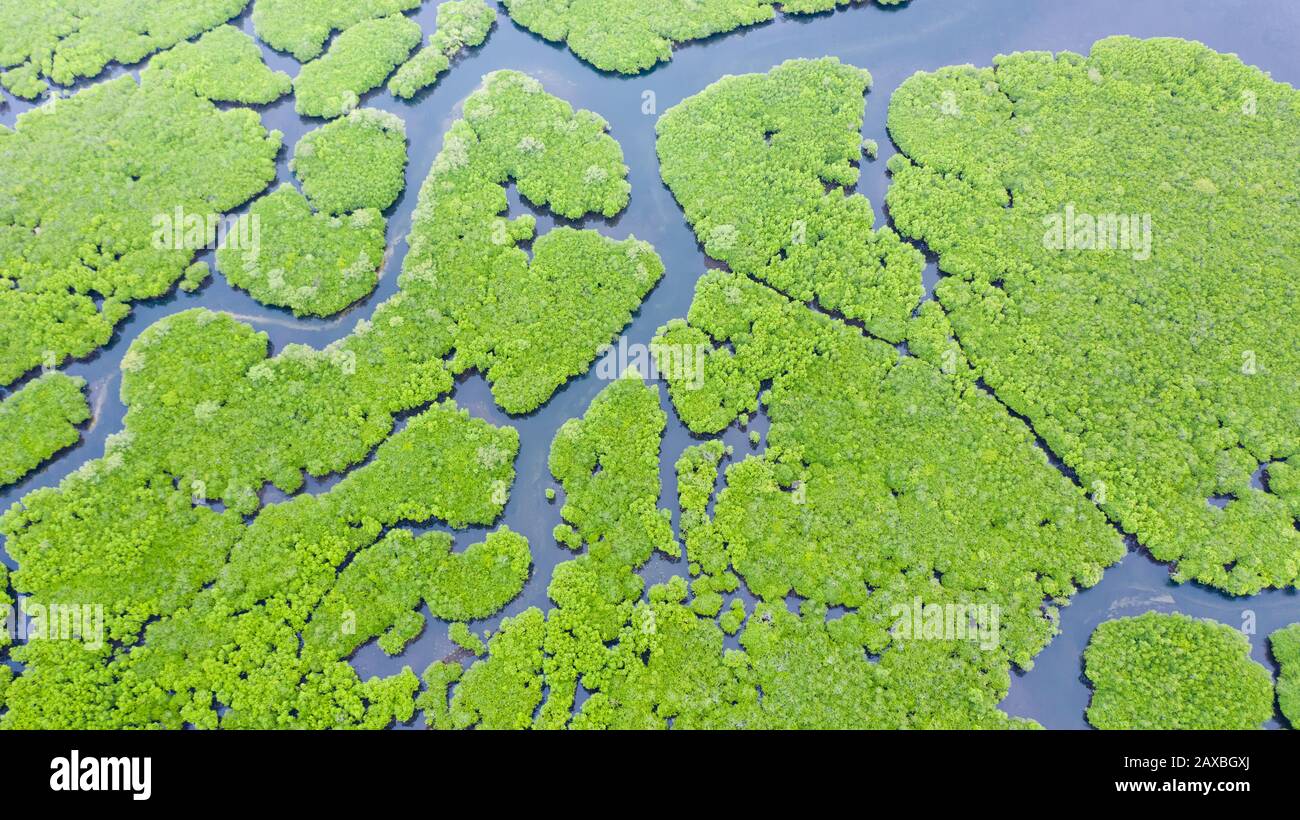 Forêt tropicale avec arbres de mangrove, la vue du sommet. Les mangroves et les rivières. Paysage tropical dans une zone déserte. Banque D'Images