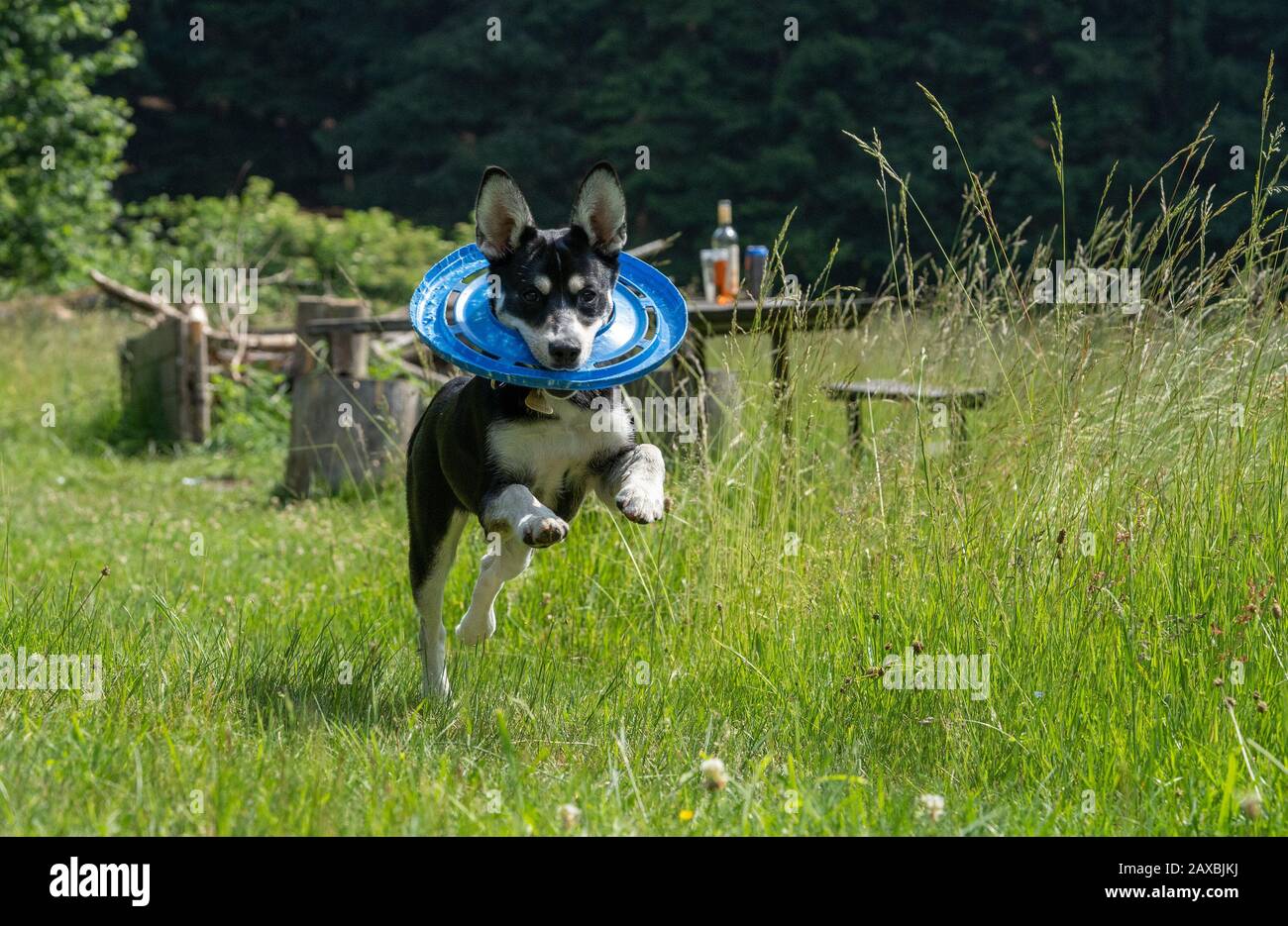 Chien jeune de race mixte de la Husky sibérienne sur la prairie, le jeu, la course. Banque D'Images