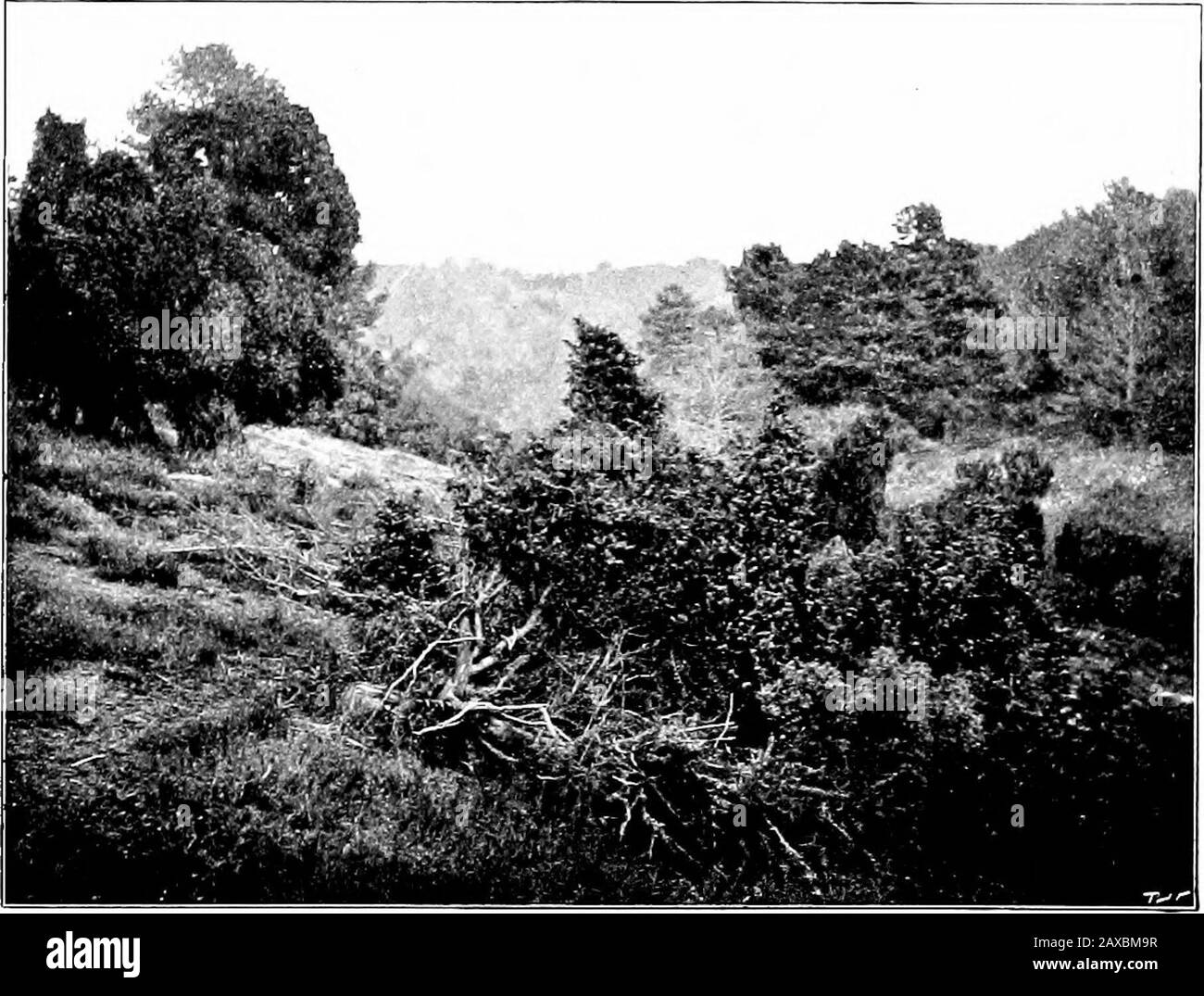 Bois et jardin; notes et pensées, pratiques et critiques, d'un amateur qui travaille . Tireurs D'Élite Sauvages. Novembre 165 arbre de broche, dont les tiges et les brindilles vertes semblent strangelygreen en hiver. Les Thorns se tiennent seuls, certains en étroite compagnie, impénétrables massesde croissance courte à torsion, avec ici et là une rose sauvage qui filme directement dans les branches croquées. On pense à quel point il sera beau en juin, quand les serments roses se jettent sur la mer de fleurs de Thorn blanches. Les Holliesare de grandes masses de santé et de vigueur. Certains des groupes de Thorn et Holly sont Banque D'Images