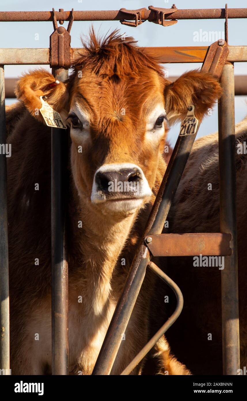 Jersey Cow je nourris regardant la caméra Banque D'Images