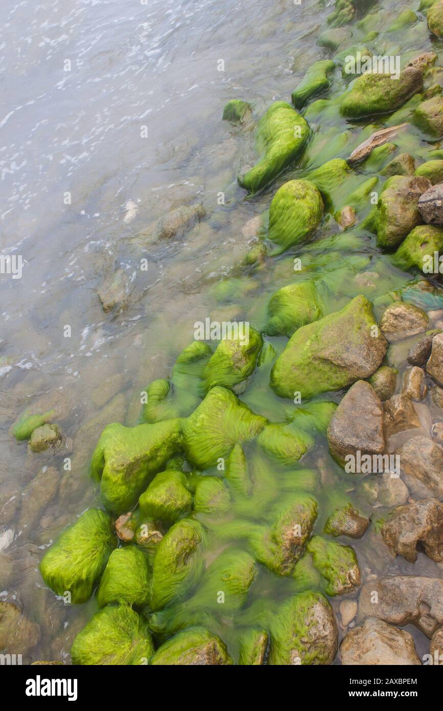 côte pleine de rochers de mer pleins d'algues vertes Banque D'Images