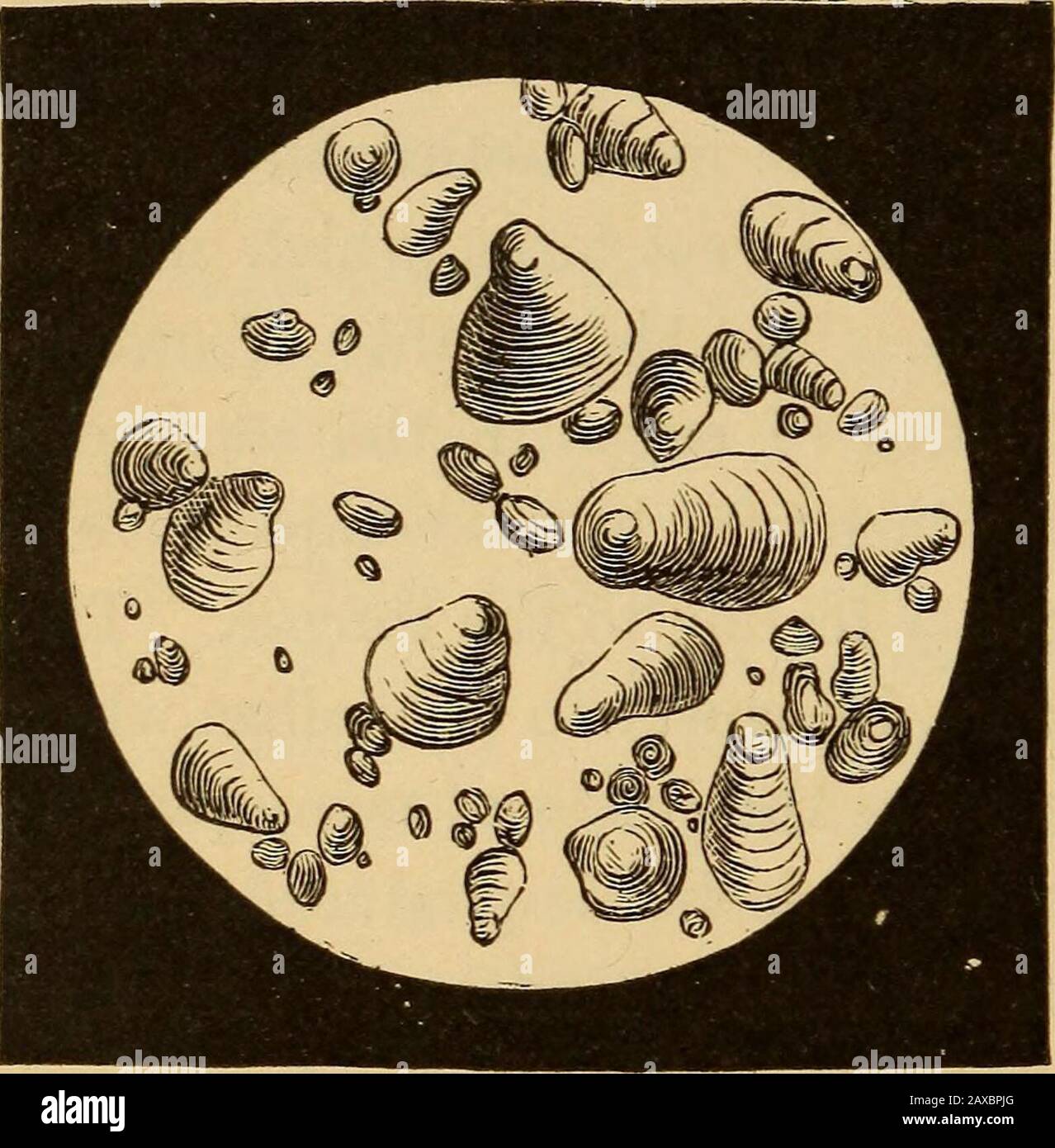 Un traité sur la physiologie et l'hygiène pour les établissements d'enseignement et les lecteurs généraux .. . -sucre?canne-sucre ? 76 LA CHIMIE DE LA NOURRITURE. Neuf pour cent.; l'érable de notre climat produit un sucre similaire. Le goût sucré des fruits est dû à la présence de raisin-sucre: Les grains blancs vus sur les raisins secs appartiennent à cette variété. Sucre de canne isoplus soluble que ce dernier, et a deux fois la puissance d'adoucissement.{Lire la note 10.) 25. Amidon.—C'est le plus largement distribué des principes végétale  LW AT  . Il est insipide, inodorant, et ne cristallise pas. Itconsiste en des granules arrondis de minute, qui, und Banque D'Images