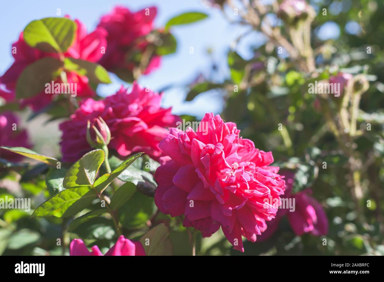 Rose rouge dans le jardin d'été le jour d'été. Gros plan avec mise au point sélective Banque D'Images Rose rouge dans le jardin d'été le jour d'été. Gros plan avec mise au point sélective Banque D'Images