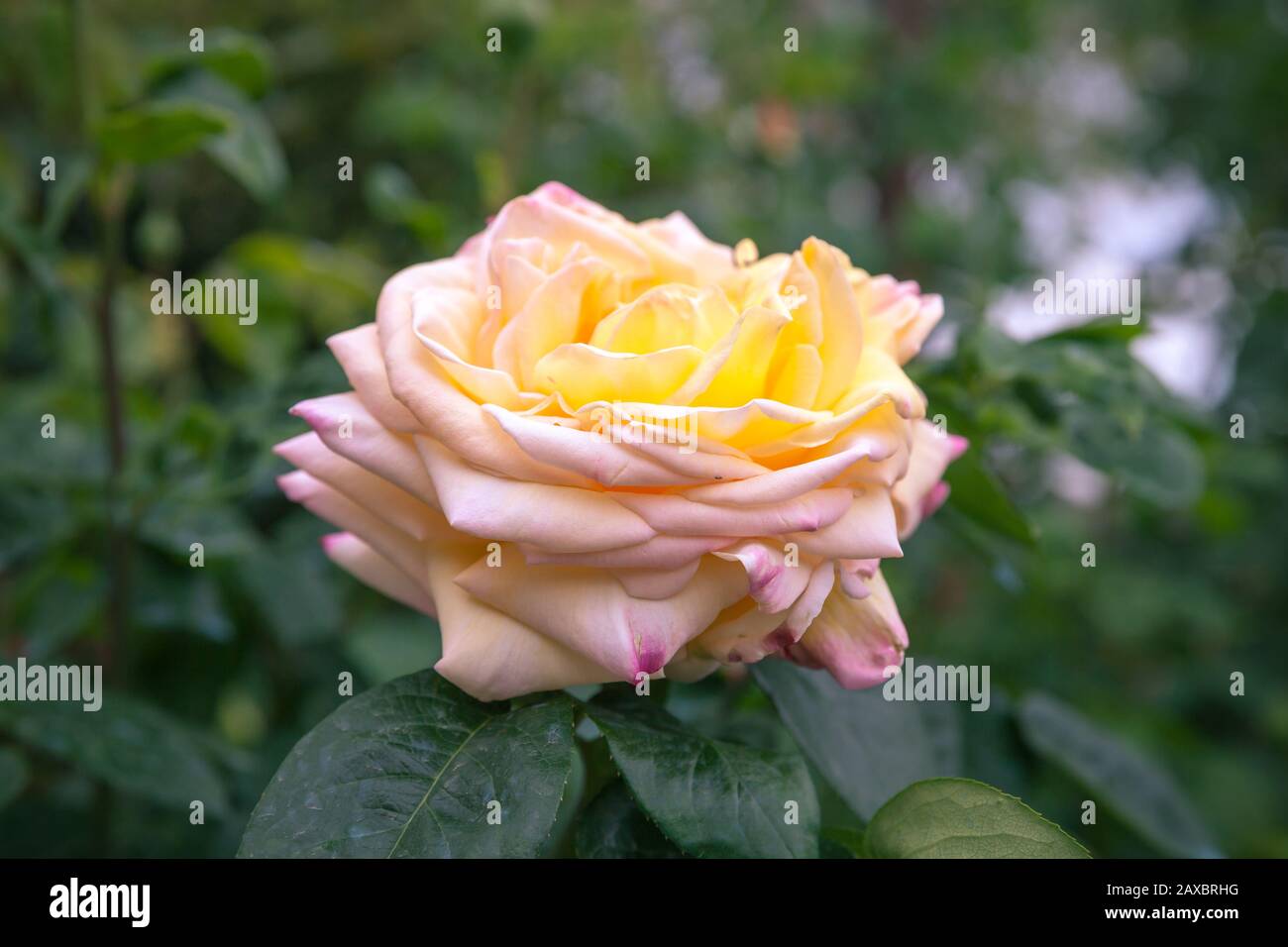Rose jaune sur fond de jardin flou. Gros plan avec mise au point sélective douce Banque D'Images Rose jaune sur fond de jardin flou. Gros plan avec mise au point sélective douce Banque D'Images