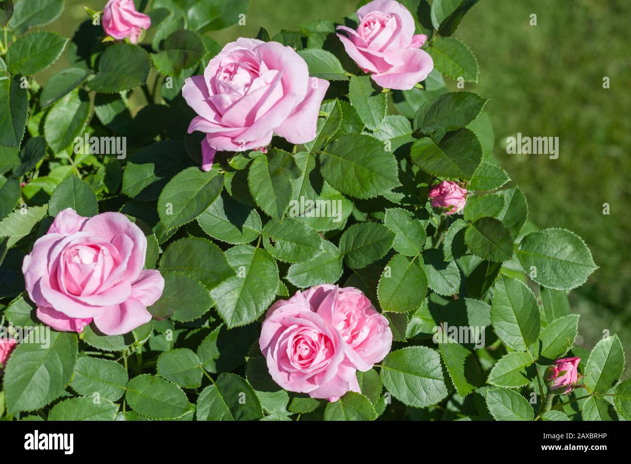 Roses roses roses, gros plan photo de fleurs de jardin avec mise au point sélective douce Banque D'Images Roses roses roses, gros plan photo de fleurs de jardin avec mise au point sélective douce Banque D'Images