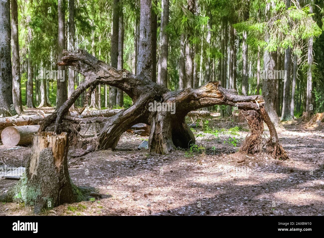 La racine énorme et répandue d'un vieux arbre qui avait été coupé a été dispersée dans la forêt sur le sol recouvert d'aiguilles et de cônes de pin. Banque D'Images