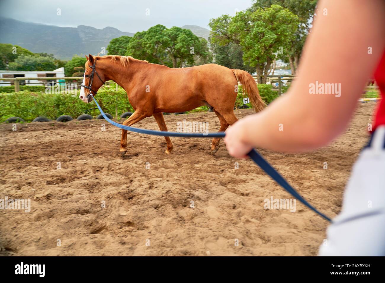 Entraînement de chevaux dans le paddock rural de terre Banque D'Images