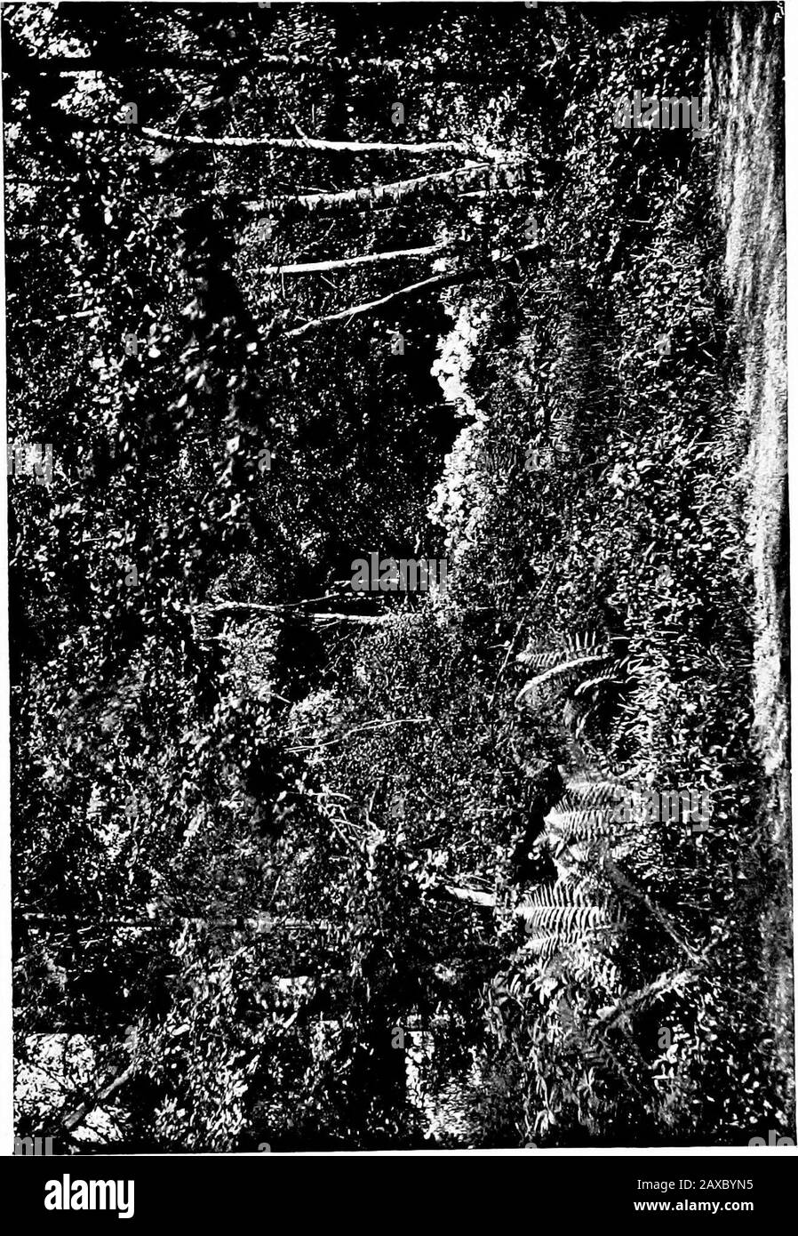 Bois et jardin; notes et pensées, pratiques et critiques, d'un amateur de travail . abstention, et impossiblede regrouper pour la couleur. Cela doit être sous-stoodpour s'appliquer aux deux classes de plantes des hardytypes, comme communément cultivées dans les jardins. Il y a des genres de familles indiennes de l'est qui sont quitéharmonieuses, mais celles qui sont maintenant en question sont les ordinaryvariétés de ce que l'on appelle Gand Azaleas, et les Rhododendrons hardyhybrides. Dans le cas de petits jardins, où il n'y a qu'une place pour un lit ou une bosse de tourbières, il serait préférable d'avoir un groupe d'eitherone ou l'autre de ces pl Banque D'Images