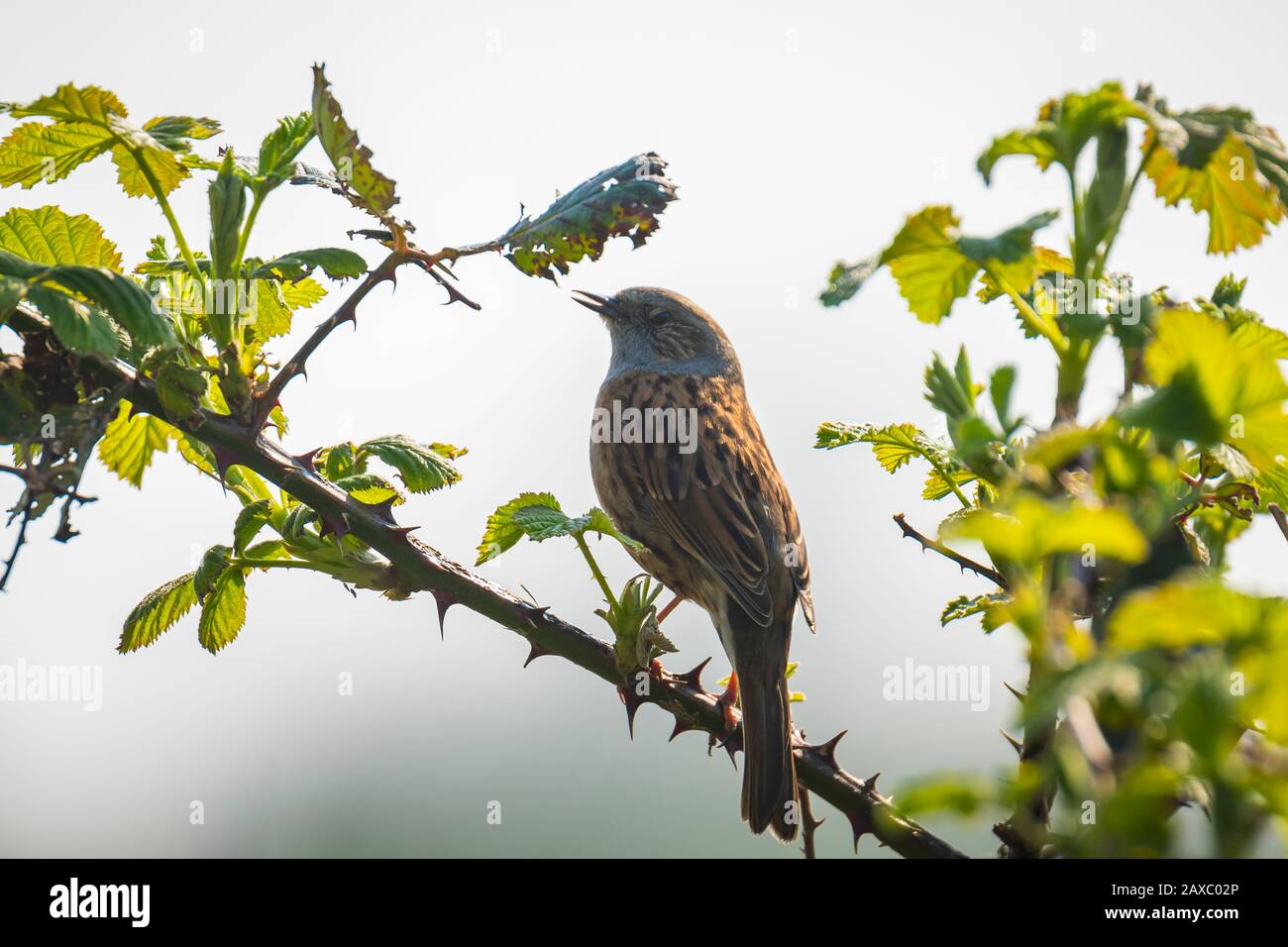 Close-up d'un nid, Prunella modularis, oiseau dans un arbre et chanter une chanson au petit matin au printemps pour attirer une femelle. Banque D'Images