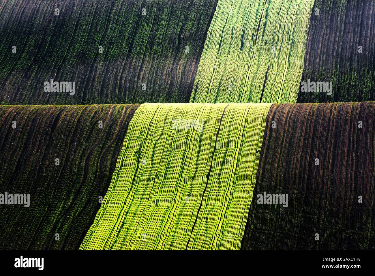 Paysage rural de printemps avec des collines colorées à rayures. Vagues vertes et brunes des champs agricoles de la Moravie du Sud, République tchèque. Peut être utilisé comme fond de nature ou texture Banque D'Images