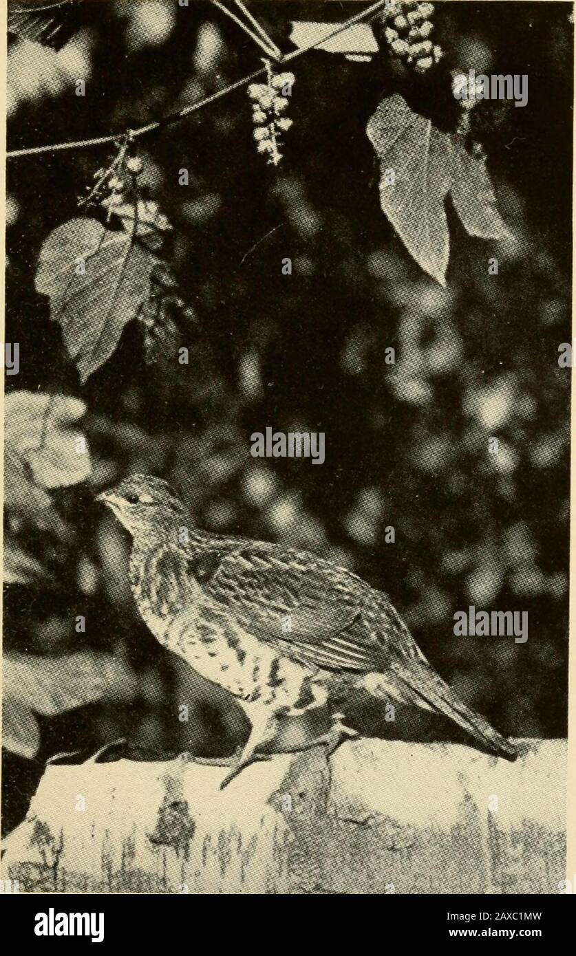 Mon ami le partridge; souvenirs de la prise de vue de la Nouvelle-Angleterre, par STHammond ('Shadow') . ou le bien de tout ce qui est pur et mauvais dans la préparation de la mortalité faible, Ile plus sincèrement espoir et la confiance que la culmina-tion d'un tel épisode apportera un renforcement supplémentaire au sentiment de paradis-né, en plus d'ajouter des dayspour notre magnifique ami dans la cime. J'ai été la région avec des centaines d'hommes de sport, mais je n'ai pas encore rencontré celui qui résiste à la tentation de tirer un siège de gélinotte dans un arbre. Même moi je dois avouer que plus d'une fois la vue de ce livingPicture m'a tenté avec un forc Banque D'Images