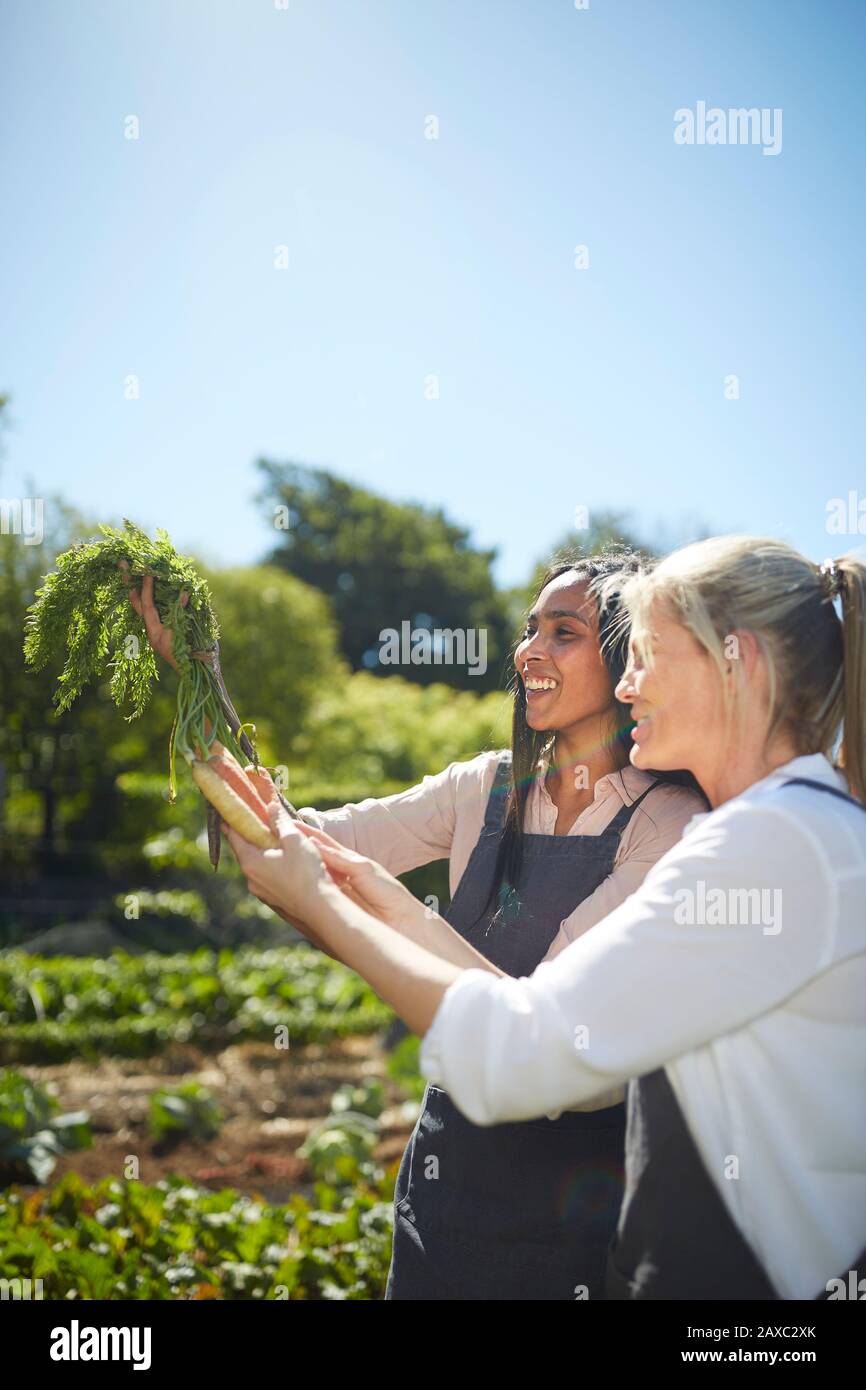 Les femmes souriantes récoltent des carottes dans un jardin de légumes ensoleillé Banque D'Images